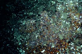 Ein Feld voller Muscheln