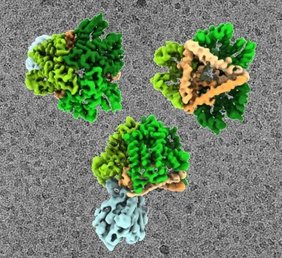 Die Kryo-EM Rekonstruktion zeigt den Tat-Komplex in verschiedenen Orientierungen, mit den einzelnen Bestandteilen in verschiedenen Farben Die Kryo-EM Rekonstruktion zeigt den Tat-Komplex in verschiedenen Orientierungen, mit den einzelnen Bestandteilen in verschiedenen Farben