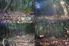 Diversität der Fauna im Nui Chua-Nationalpark in Vietnam, eingefangen von Wildtierkameras 