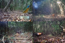 Diversität der Fauna im Nui Chua-Nationalpark in Vietnam, eingefangen von Wildtierkameras 