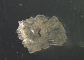 Mikroplastik Tiefsee