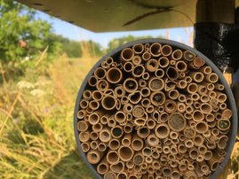 Bienen warten schlafend in einem künstlichen Nest aus Schilfhalmen auf günstige Flugbedingungen Bienen warten schlafend in einem künstlichen Nest aus Schilfhalmen auf günstige Flugbedingungen.
