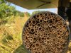 Bienen warten schlafend in einem künstlichen Nest aus Schilfhalmen auf günstige Flugbedingungen. 