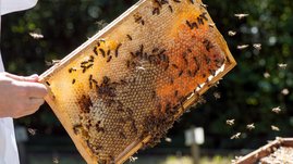 ein Mensch hält eine Bienenwabe mit Bienen