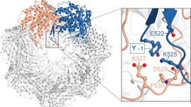 Strukturvorhersage des mitochondrialen Proteinkomplexes HSP60. Zwei der sieben HSP60-Moleküle sind farblich hervorgehoben. Durch das Fehlen von ICP55 besitzt jede Kopie von HSP60 eine weitere Aminosäure (Y-1). 