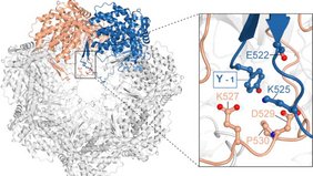 Strukturvorhersage des mitochondrialen Proteinkomplexes HSP60. Zwei der sieben HSP60-Moleküle sind farblich hervorgehoben. Durch das Fehlen von ICP55 besitzt jede Kopie von HSP60 eine weitere Aminosäure (Y-1). Strukturvorhersage des mitochondrialen Proteinkomplexes HSP60. Zwei der sieben HSP60-Moleküle sind farblich hervorgehoben. Durch das Fehlen von ICP55 besitzt jede Kopie von HSP60 eine weitere Aminosäure (Y-1).