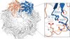 Strukturvorhersage des mitochondrialen Proteinkomplexes HSP60. Zwei der sieben HSP60-Moleküle sind farblich hervorgehoben. Durch das Fehlen von ICP55 besitzt jede Kopie von HSP60 eine weitere Aminosäure (Y-1). 