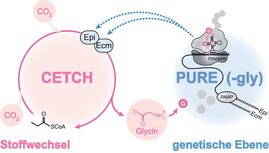 Schematische Darstellung der Systemarchitektur des zellfreien Systems, bestehend aus voneinander abhängigen metabolischen (CETCH-Zyklus, rosa) und genetischen (PURE, blau) Ebenen, die miteinander interagieren. 