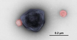  Diese Elektronenmikroskopie-Aufnahme zeigt ein Partikel des Riesenvirus CroV (blau gefärbt) neben zwei Virophagen-Partikeln (rot gefärbt).