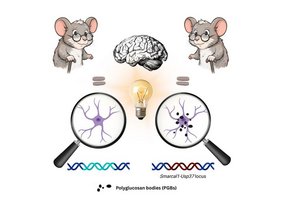 Grafik Im Gehirn alter Mäuse lagert sich Glykogen in den Astrozyten des Hippocampus an. 