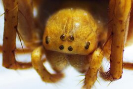 Augen einer Kürbisspinne