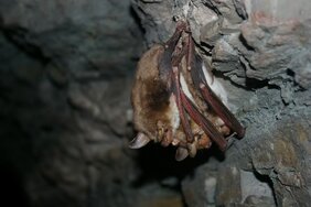 Großes Mausohr - Myotis myotis 