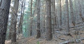 Eine Monterey-Kiefern-Plantage in Argentinien. 
