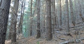 Eine Monterey-Kiefern-Plantage in Argentinien. 