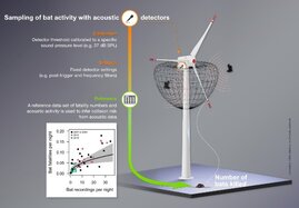 Schutz von Fledermäusen an Windenergieanlagen
