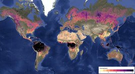 Screenshot der Visualisierung des ermittelten Waldalters im Jahr 2020 in der Google Earth Engine. 