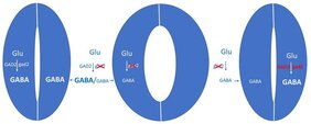 Bei Trockenheit wird das Signalmolekül GABA gebildet und hemmt die Öffnung der Blattporen. 