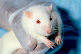 Ratte für Tierversuche