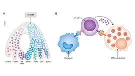 Immunsystem Virus