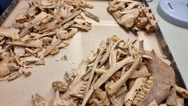 Tierreste, die am Deutschen Archäologischen Institut auf paläopathologische Läsionen untersucht werden 