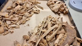 Tierreste, die am Deutschen Archäologischen Institut auf paläopathologische Läsionen untersucht werden 