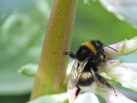 Eine Hummel raubt Nektar von einer Ackerbohne.