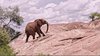 Das Foto zeigt einen Afrikanischen Elefanten am Mount Kenya.
