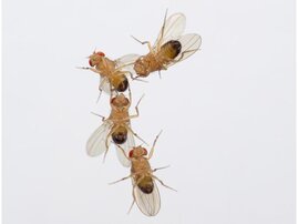 Luftverschmutzung Drosophila