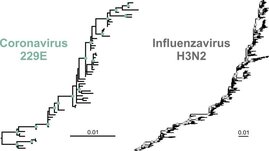 Wie auch der Stammbaum des Influenzavirus H3N2 (rechts) zeigt der Stammbaum des landläufigen Erkältungscoronavirus 229E 