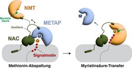 Grafik: Molekularer Mechanismus der kotranslationalen N-Myristoylierung von Proteine