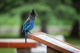 Bei einigen Tieren haben Forscher Überzeugungen nachgewiesen, zum Beispiel bei manchen Vogelarten.  