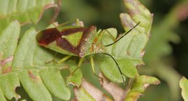 Insektensterben auch im Wald 