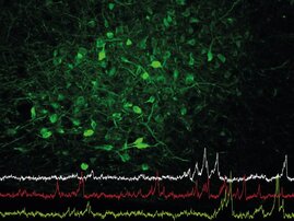 Nervenzellen im Hypothalamus