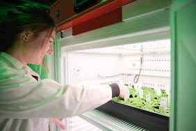 Doktorandin Finia Uecker bereitet die Versuchspflanzen vor. Diese sind in der Pflanzenanzuchtkammer des Instituts für Botanik unter genau festgelegten Bedingungen wie Licht, Temperatur und Feuchtigkeit gewachsen. Eine Frau bereitet Versuchspflanzen vor