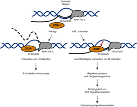 R-Schleifen DNA
