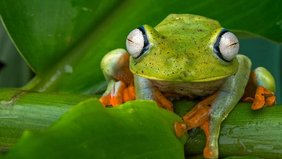 Das Foto zeigt einen tropischen Ruderfrosch.