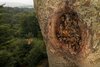 Wildbienen in einem Baumloch
