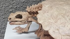 Der Schädel von Schildkröten unterscheidet sich stark von dem anderer Reptilien. 