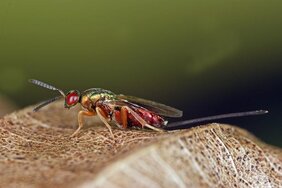 Dark Taxa: Viele Insektenarten sind noch unbekannt - und vom Aussterben bedroht. Im Bild: die Erzwespe Torymus bedeguaris 