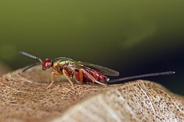 Dark Taxa: Viele Insektenarten sind noch unbekannt - und vom Aussterben bedroht. Im Bild: die Erzwespe Torymus bedeguaris 