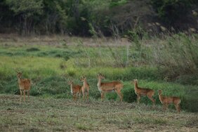 Das Bild zeigt Puku-Antilopen (Kobus vardonii), Weibchen und Jungtiere