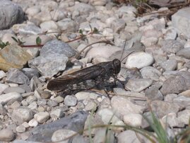 Gefleckte Schnarrschrecke