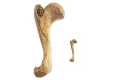 Oberschenkelknochen der sizilianischen Riesenschildkröte