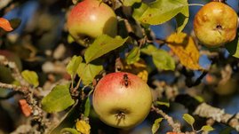 Äpfel an einem Baum mit Schwebfliege