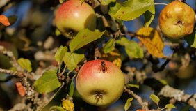 Eine Vielzahl landwirtschaftlicher Kulturen sind bestäuberabhängig, wie zum Beispiel Äpfel. Ihre Erträge sind also auch abhängig von der Entwicklung der Bestäuber, wie zum Beispiel der Schwebefliege. Äpfel an einem Baum mit Schwebfliege