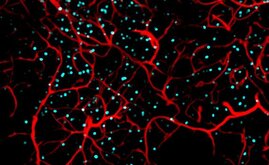 Die Abbildung zeigt aktive Nervenzellen (cyan) und Blutgefäße (rot) im Hippocampus einer Maus. 