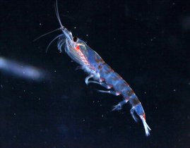 Maximal sechs Zentimeter lang und zwei Gramm schwer: Trotz seiner unscheinbaren Erscheinung spielt Antarktischer Krill eine zentrale Rolle für das Leben im Südpolarmeer. Maximal sechs Zentimeter lang und zwei Gramm schwer: Trotz seiner unscheinbaren Erscheinung spielt Antarktischer Krill eine zentrale Rolle für das Leben im Südpolarmeer.