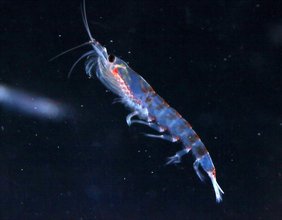Maximal sechs Zentimeter lang und zwei Gramm schwer: Trotz seiner unscheinbaren Erscheinung spielt Antarktischer Krill eine zentrale Rolle für das Leben im Südpolarmeer.  