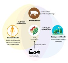 Ernährungsformen Fleisch Vegan