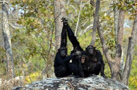 Schimpansen und andere afrikanische Menschenaffen